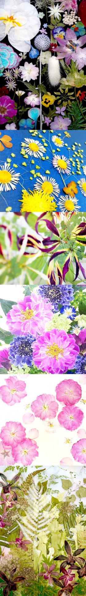 川越多江プレスフラワー作品